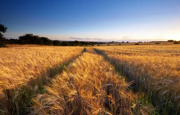 Field, summer, landscape, ears