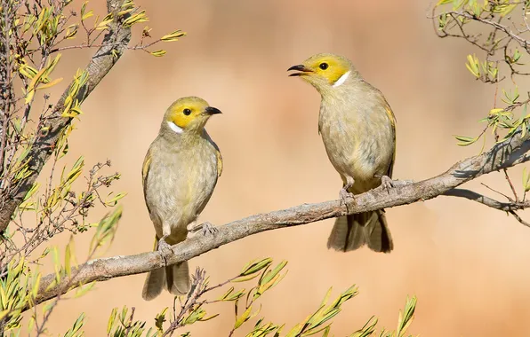 Branches, bird, pair
