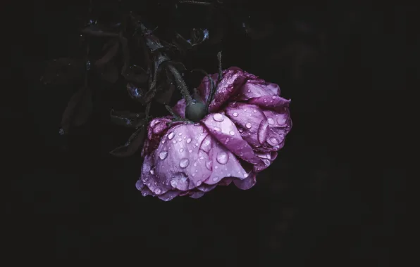Droplets, rose, beautiful