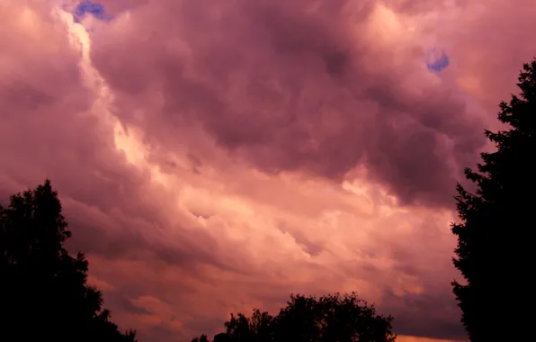 Dark, storm, sky, cloud, tree