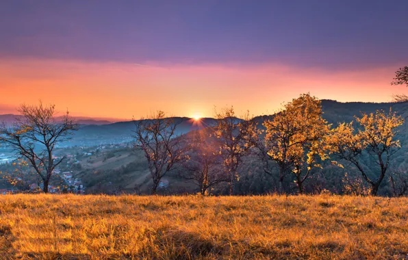 Picture trees, sunset, mountains