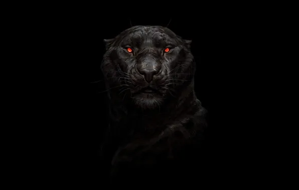 Minimalism, Cat, Panther, Eyes, Background, Face, Cat, Eyes