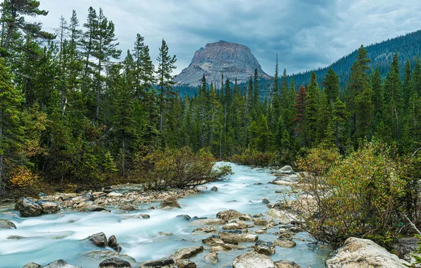 Picture forest, mountains, stones, river
