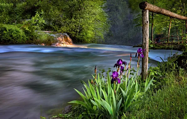 Greens, purple, summer, grass, water, trees, flowers, river