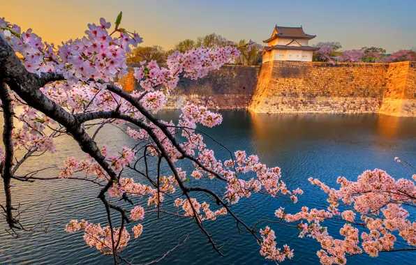 Spring, Japan, Sakura, temple