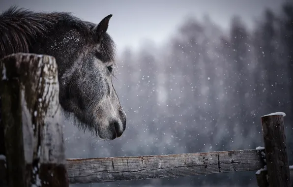Winter, forest, look, face, snow, horse, horse, Board