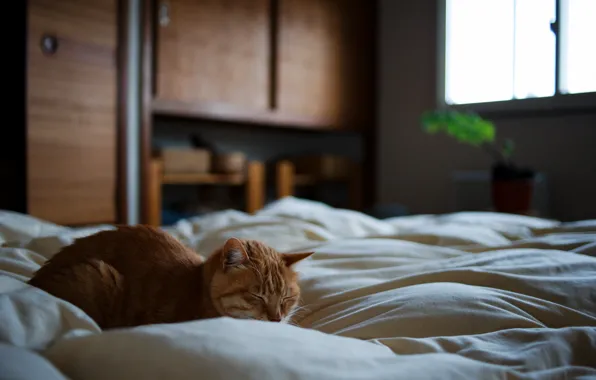 Cat, bed, red, sleeping