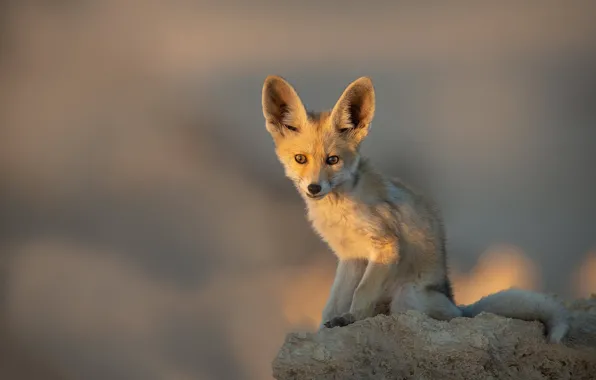 Light, stone, Fox, Fox