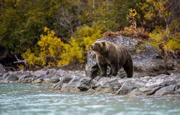 Picture autumn, river, bear