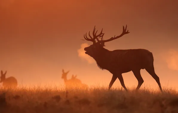 Fog, morning, deer