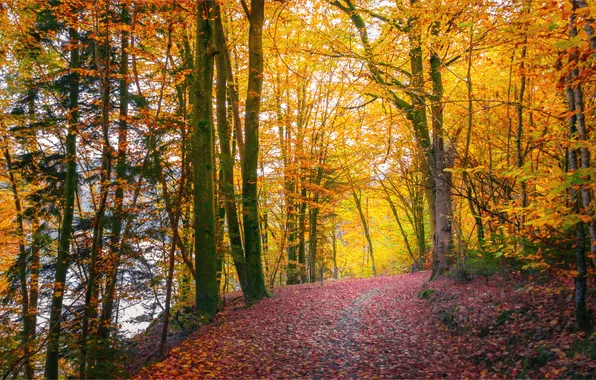 Autumn, forest, light, trees, branches, nature, foliage, falling leaves
