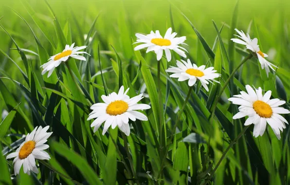 Summer, grass, the sun, chamomile