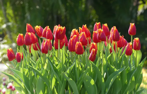 Picture red, tulips, flowerbed