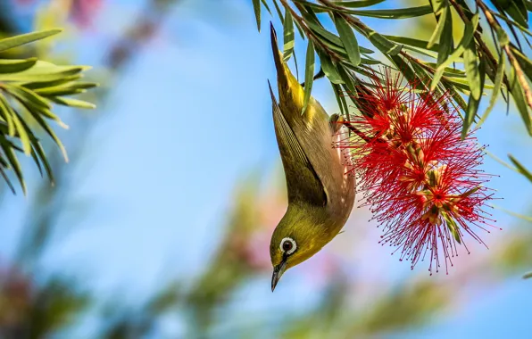 Flower, leaves, flowers, branches, red, nature, pose, background