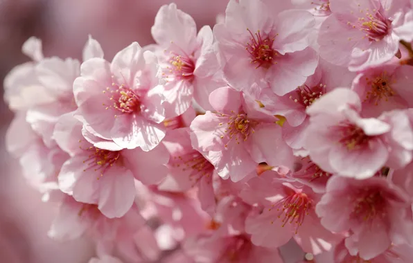 Picture macro, cherry, spring, petals, Sakura, flowering, flowers