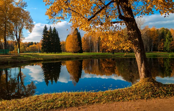 Autumn, forest, leaves, trees, yellow, nature, lake, pond