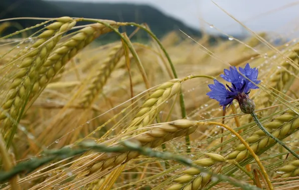 Picture wheat, flower, drops, ears, cereals