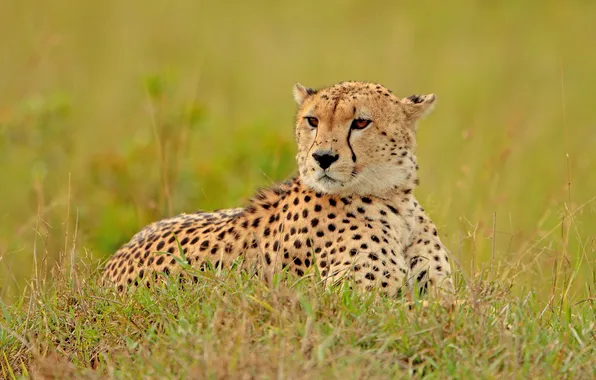 Picture grass, Cheetah, observation, cheetah