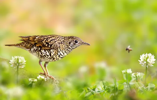 Summer, grass, macro, flowers, bird, insect