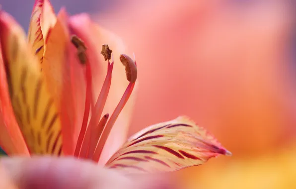 Flower, macro, pink, Lily, petals