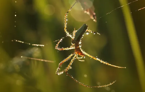 Picture nature, web, spider