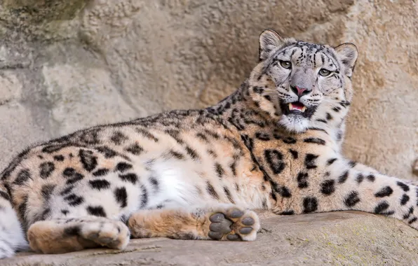 Picture face, paws, fluffy, lies, snow leopard, looks, spotted
