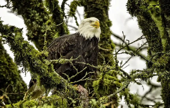 Picture branches, tree, bird, hawk, bald eagle