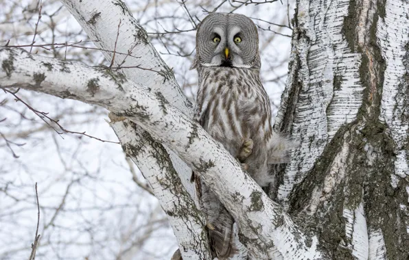 Picture the sky, tree, branch, Great grey owl (Strix nebulosa)