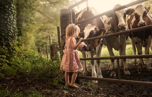 The fence, cows, girl, cattle
