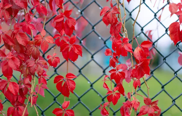 Leaves, macro, droplets, mesh, the fence, Red, after the rain, twigs