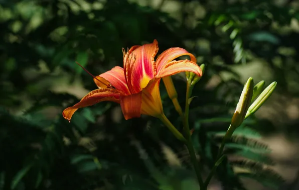 Flower, leaves, light, the dark background, Lily, orange, buds, fern