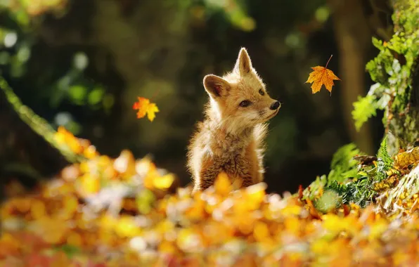 Picture Fox, look, maple, Park, light, baby, nature, walk