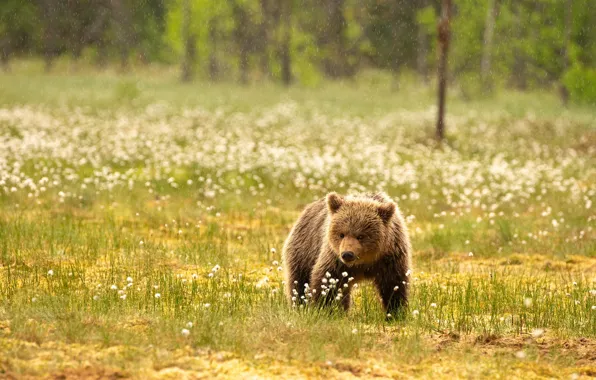 Nature, rain, glade, bear, bear, walk, cotton