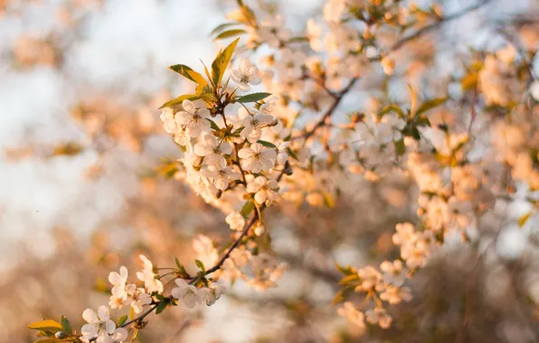 Flowers, Nature, Spring, Plant, Branch, Branches, Cherry, Plants