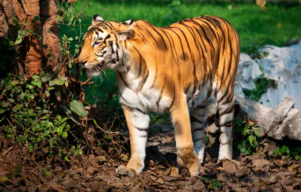 Picture greens, grass, leaves, the sun, trees, branches, tiger, stones