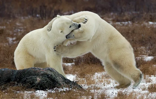 Picture PAIR, BEARS, FIGHT, SNOW, WINTER, WHITE