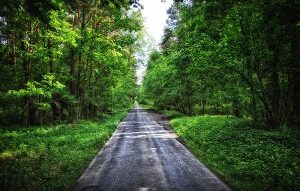 Picture road, Poland, Forest