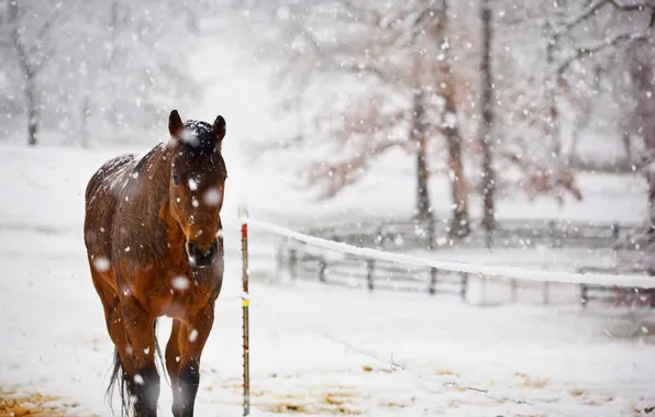 Snow, nature, horse