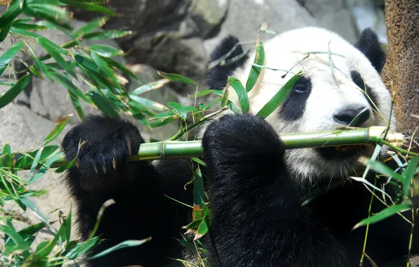 Picture bamboo, bear, Panda