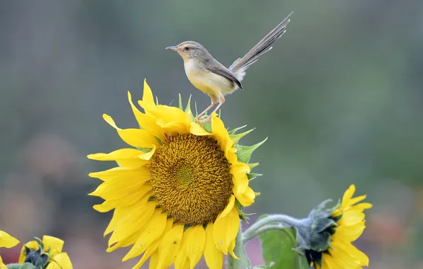 Flower, macro, bird, sunflower, tail