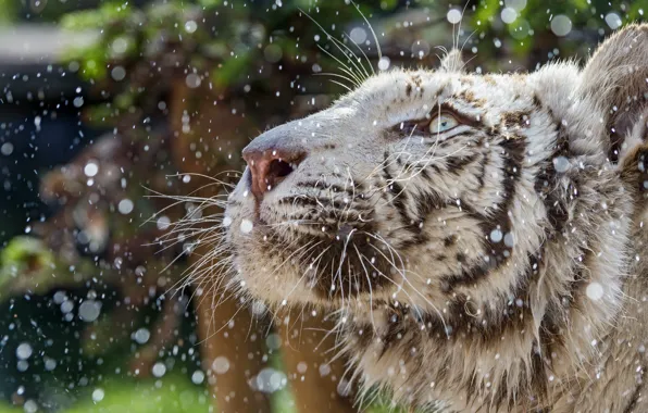 Cat, face, drops, profile, white tiger, ©Tambako The Jaguar
