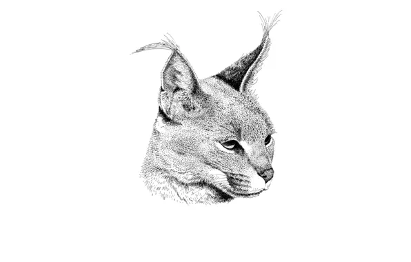 Predator, Caracal, steppe lynx, Caracal