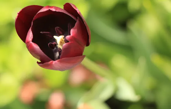 Greens, flower, the sun, flowers, Tulip, spring, purple, Burgundy