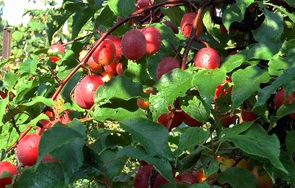 Drops, rain, Fruit, plum