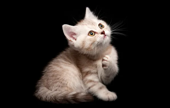 Cat, look, pose, kitty, legs, red, black background, face