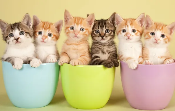 Look, cats, Cup, kittens, red, company, grey, friends