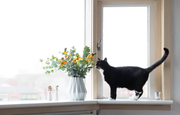 Cat, flowers, window