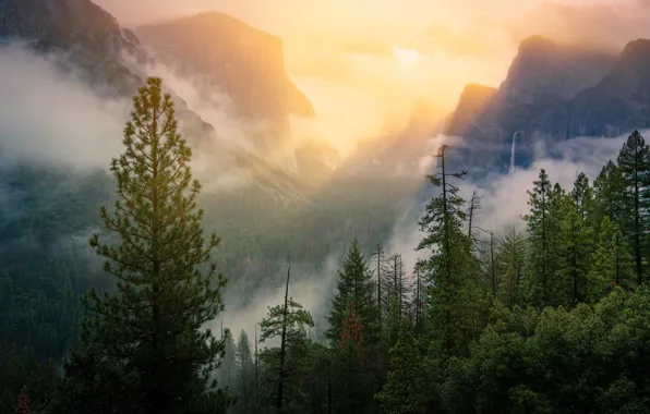 Picture forest, rays, light, trees, mountains, fog, rocks, tops