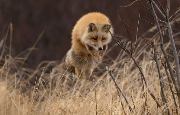 Grass, branches, jump, Fox, red, the bushes
