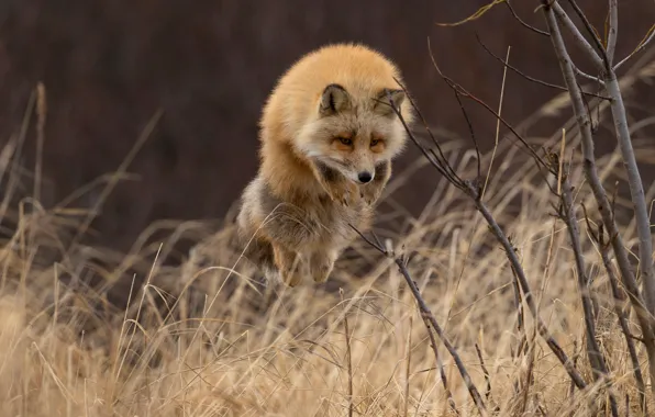Picture grass, branches, jump, Fox, red, the bushes